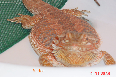 Pic of red/orange female when cool