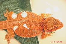 Orange female dragon