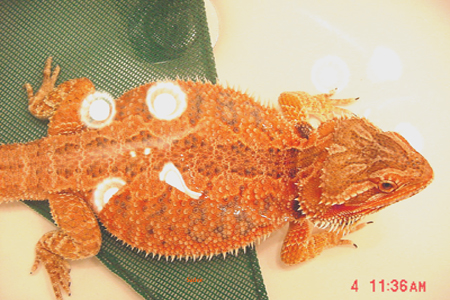 Orange female dragon