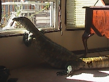 Niles longing to go out to play