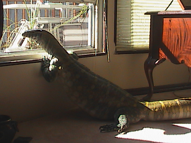Niles longing to go out to play