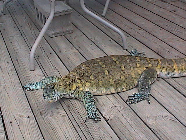 Sunbathing