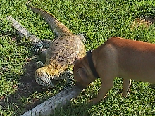 "Best Buds"