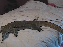 Niles taking it easy