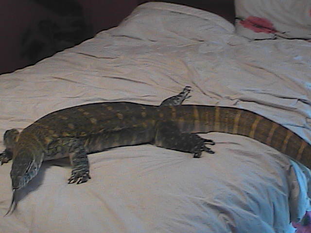 Niles taking it easy