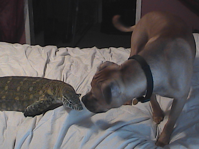 Niles & Chaz