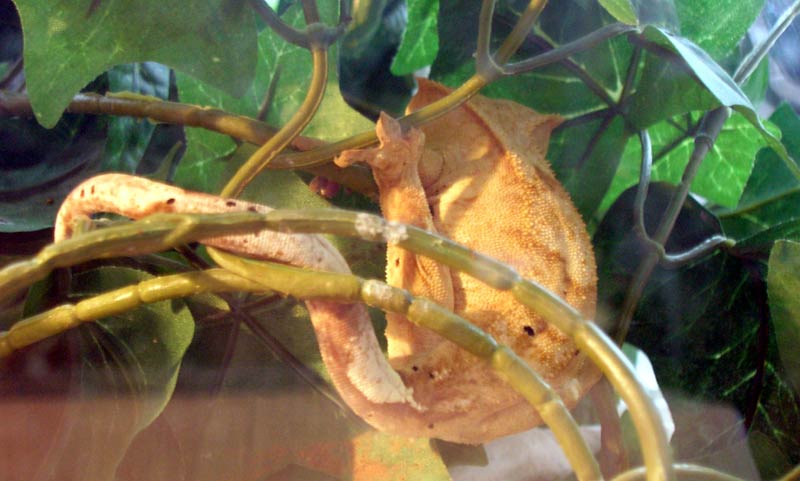 Asleep in the vines