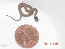 DeKay's Brown Snake
