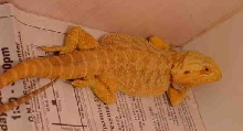 Yellow red desert male dragon