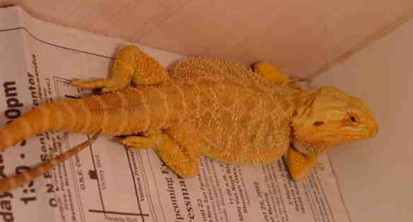 Yellow red desert male dragon