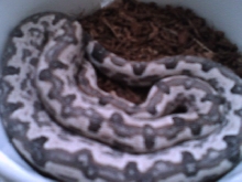 Candoia paulsoni
