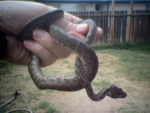 Morelia bredli "striped"