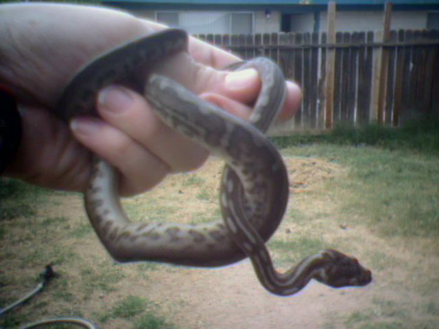 Morelia bredli "striped"
