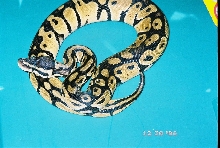 Python Regius Grazani Jungle Pastel