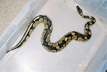 Python Regius