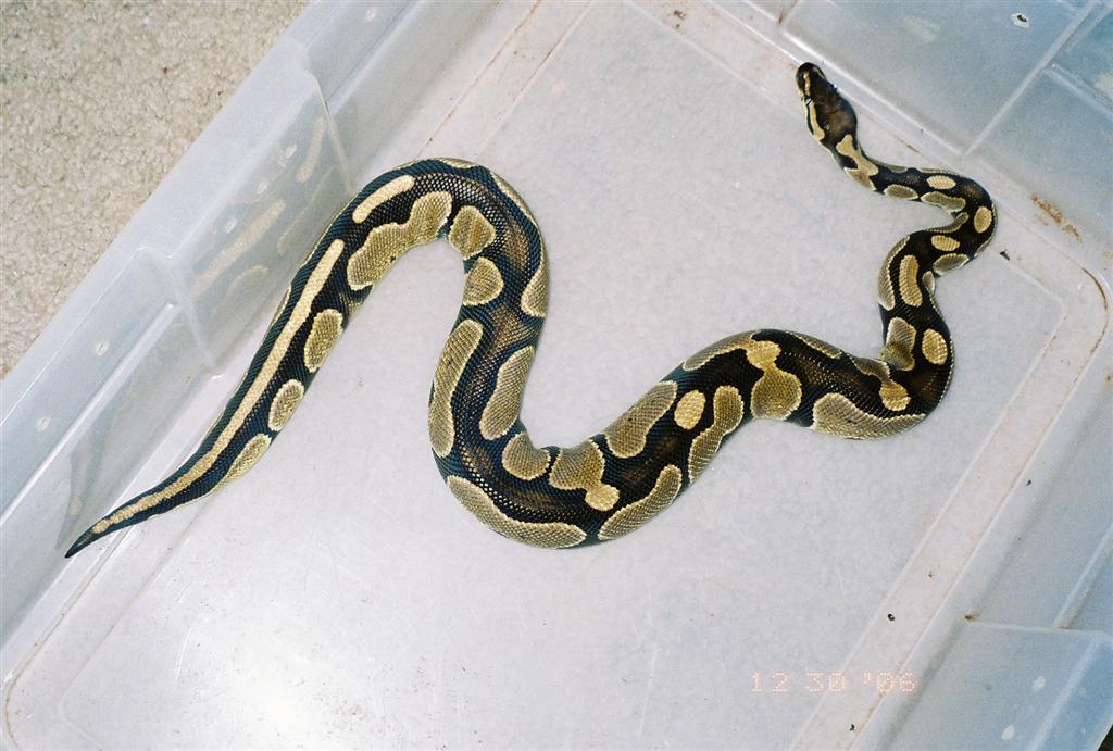 Python Regius