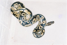 Python regius 50% PH VPI Axanthic
