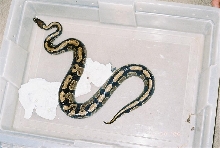 Python regiusBall Royal Python