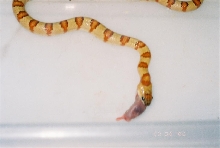 Lampropeltis leonis aka thayeri