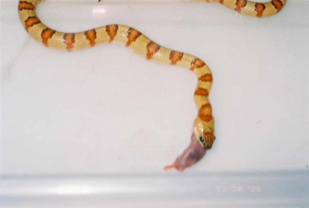 Lampropeltis leonis aka thayeri