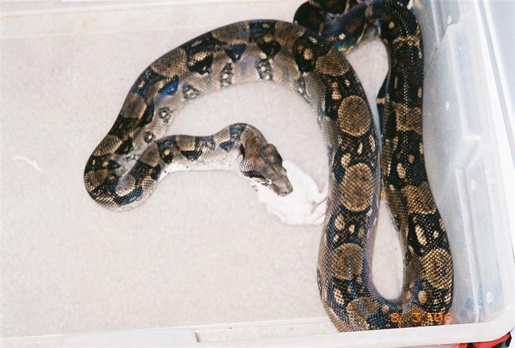 Boa constrictor constrictor