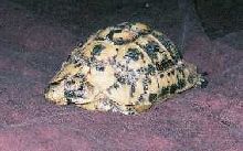 Donatello