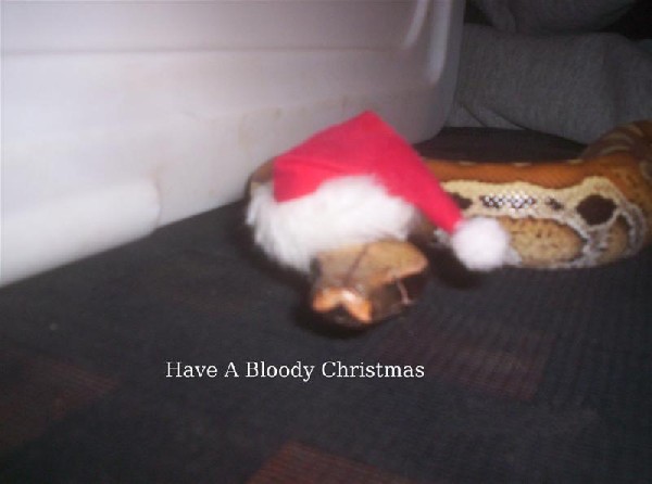 Bloody Xmas2