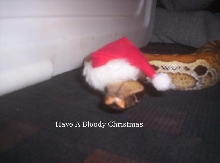 Bloody Xmas2
