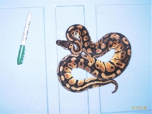 Python regius 100% het Hi-Contrast Albino