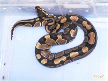 Python regius