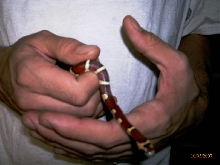 Lampropeltis leonis aka thayeri