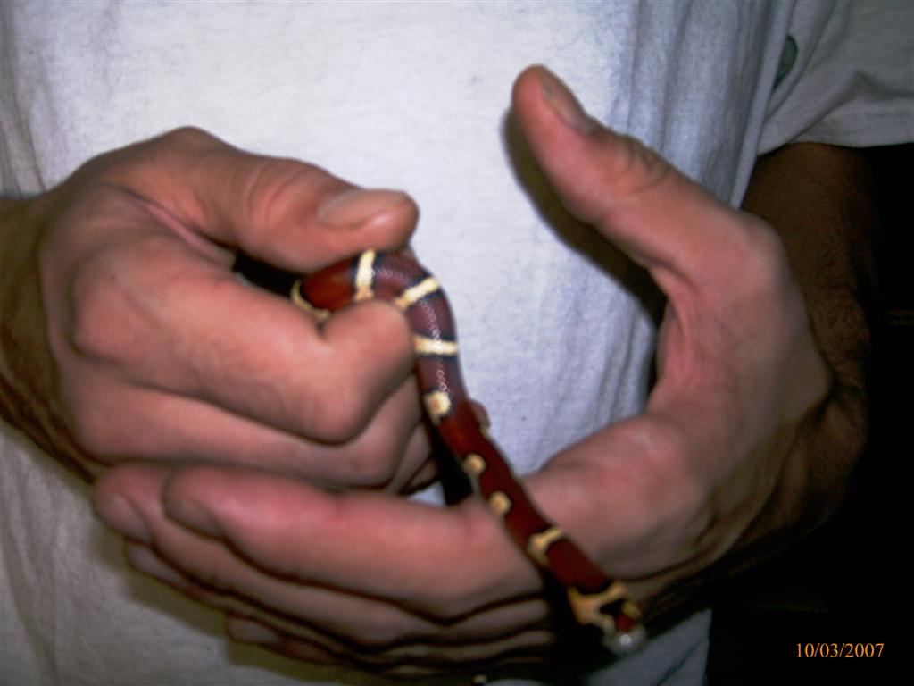 Lampropeltis leonis aka thayeri