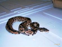 Python regius "cinnamon"