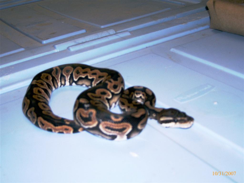Python regius "cinnamon"