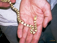 Lampropeltis leonis aka thayeri
