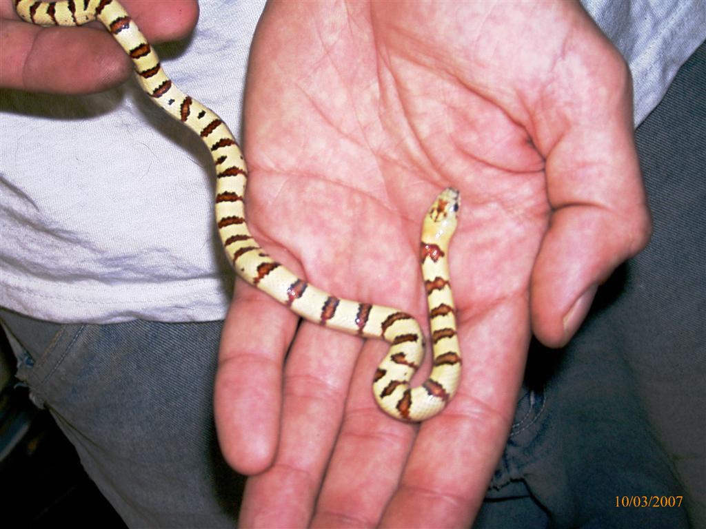 Lampropeltis leonis aka thayeri