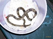 Lampropeltis getula "goini"