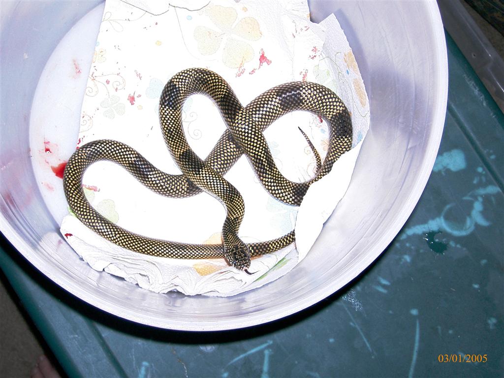 Lampropeltis getula "goini"