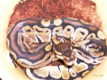 Python regius 50% PH Albino