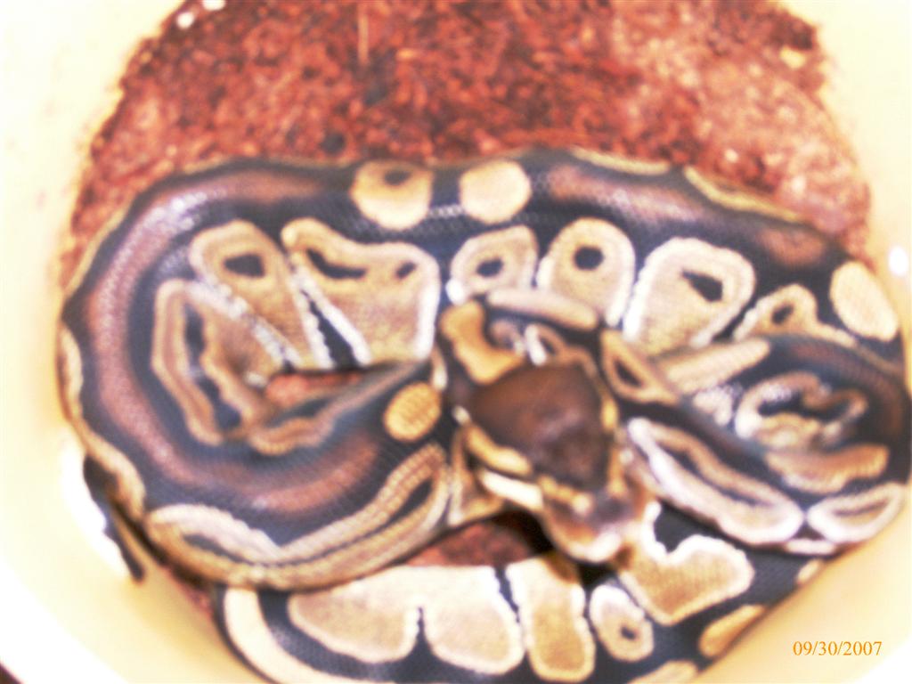 Python regius 50% PH Albino