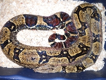 Peruvian M.