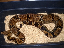 Peruvian F.