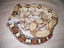 N02