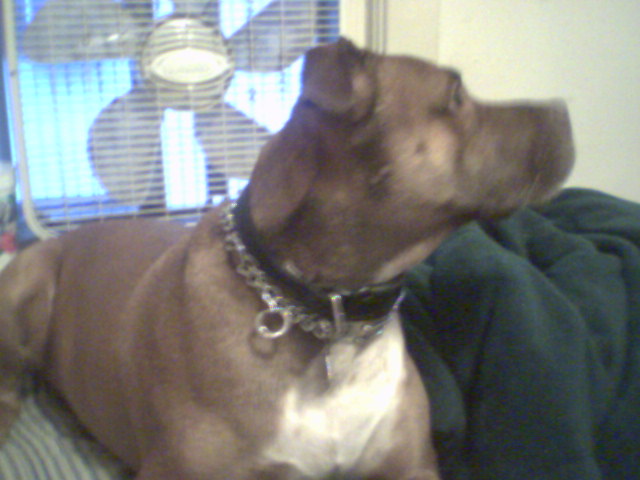 More Piper