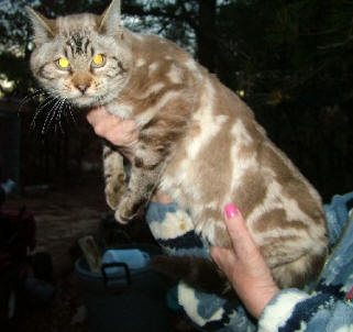 New Bengal Cat