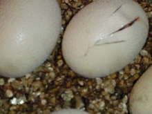 Eastern indigo slit eggs