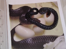 Eastern Indigo Hatchling with Mother