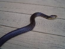 Texas Indigo