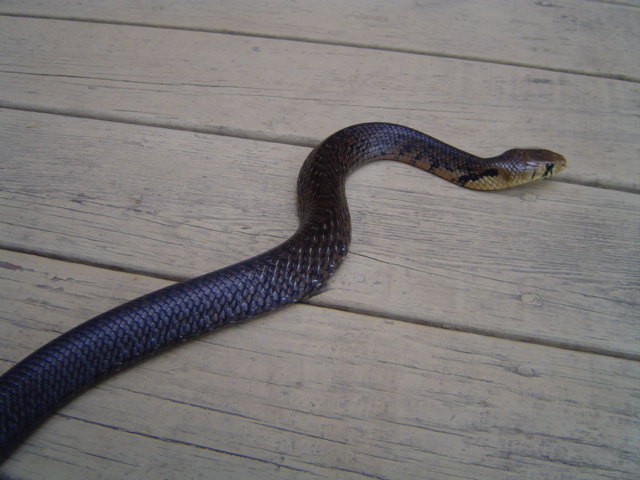 Texas Indigo