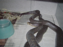 Texas indigos mating